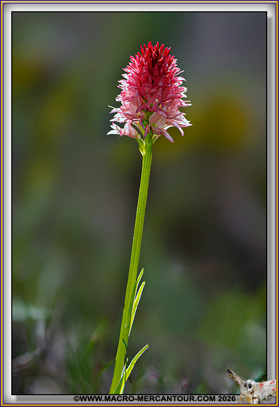 Orchis vanill&eacute;